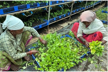 Vertical Farming